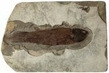 Mississippian Coelacanth (Caridosuctor) Fossil - Montana #232133-1